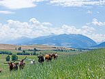 96062137-0-cowboy_country_oregon_boasts_incredible_landscapes_with_longhorn-a-4_1743177414708
